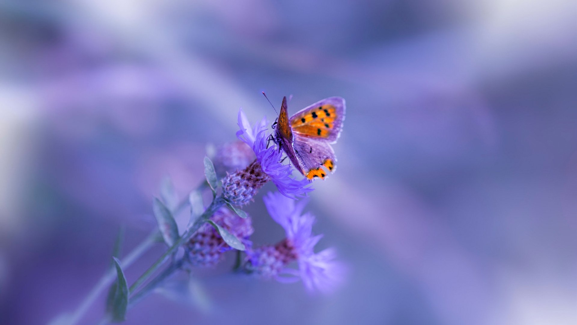 智能化青训管理系统在全国多地上线，行业智慧化水平持续升华，智能化训练