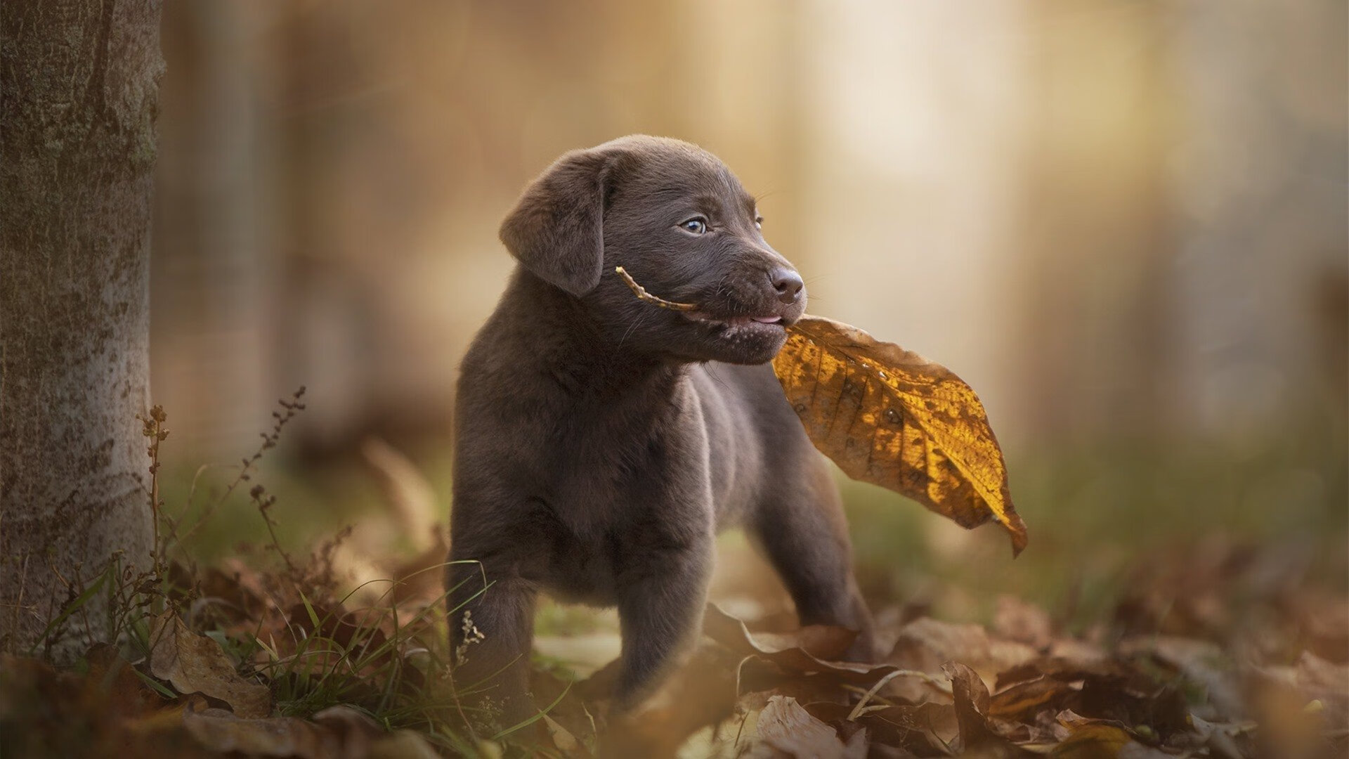 开云体育官网登入-团队协作：战术创新与默契配合共同缔造胜利奇迹，团队 协作